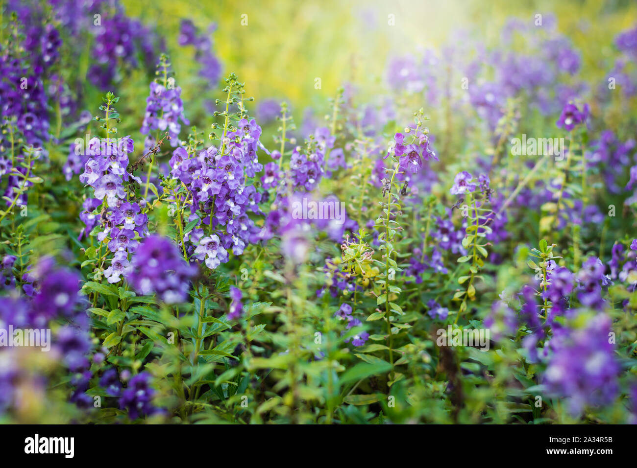 Angelonia goyazensis Benth flower in the meadow under sunlight Stock Photo