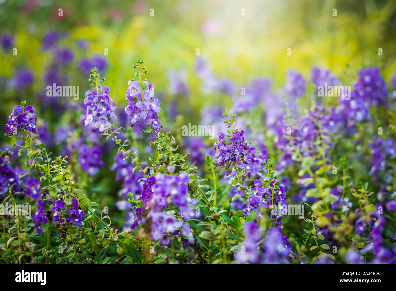 Angelonia goyazensis Benth flower in the meadow under sunlight Stock Photo