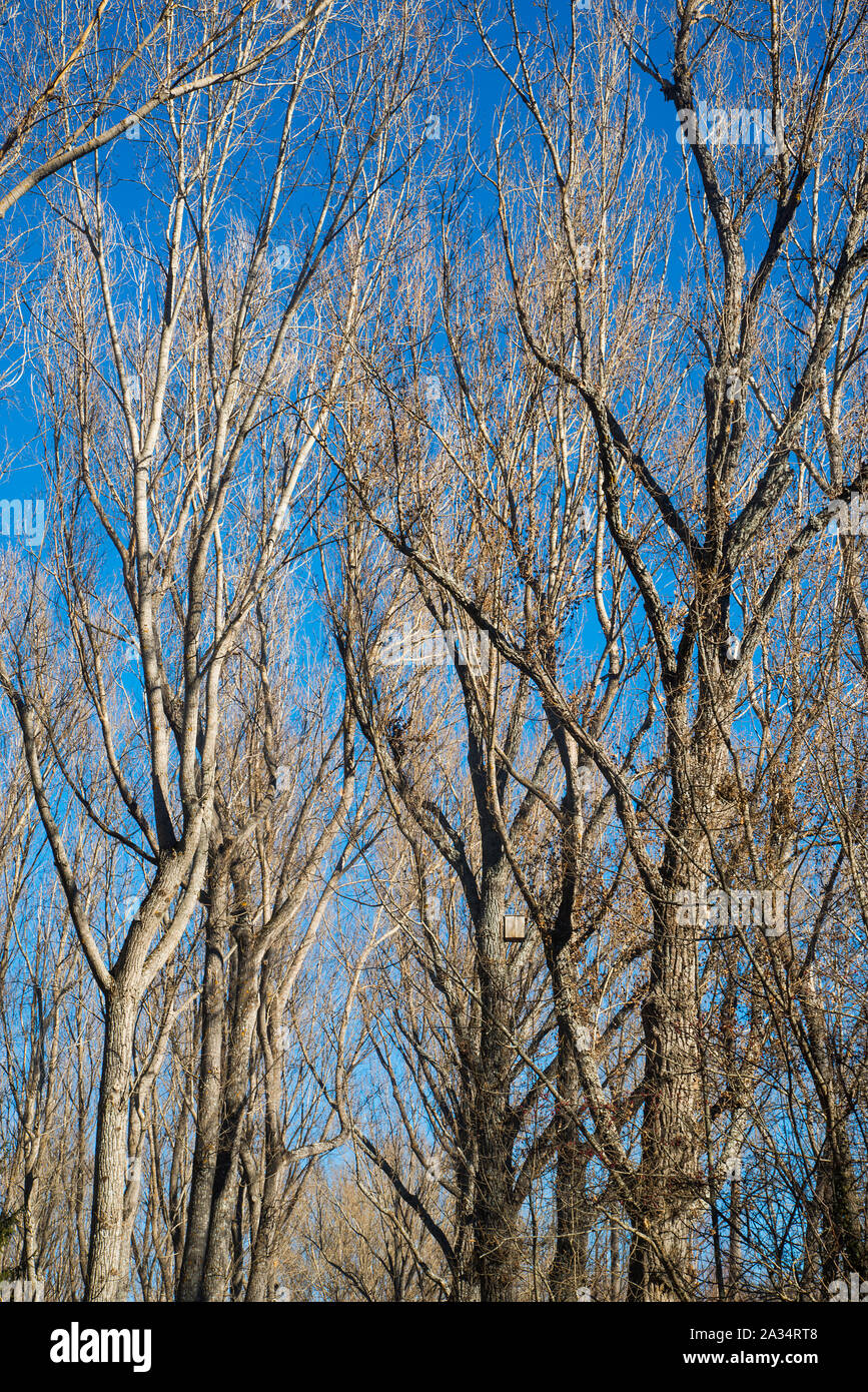 Deciduous trees in winter Stock Photo Alamy