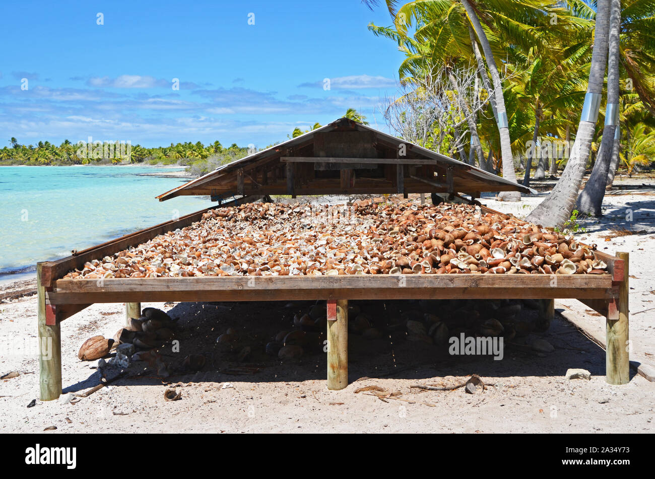 Coconuts drying hires stock photography and images Alamy