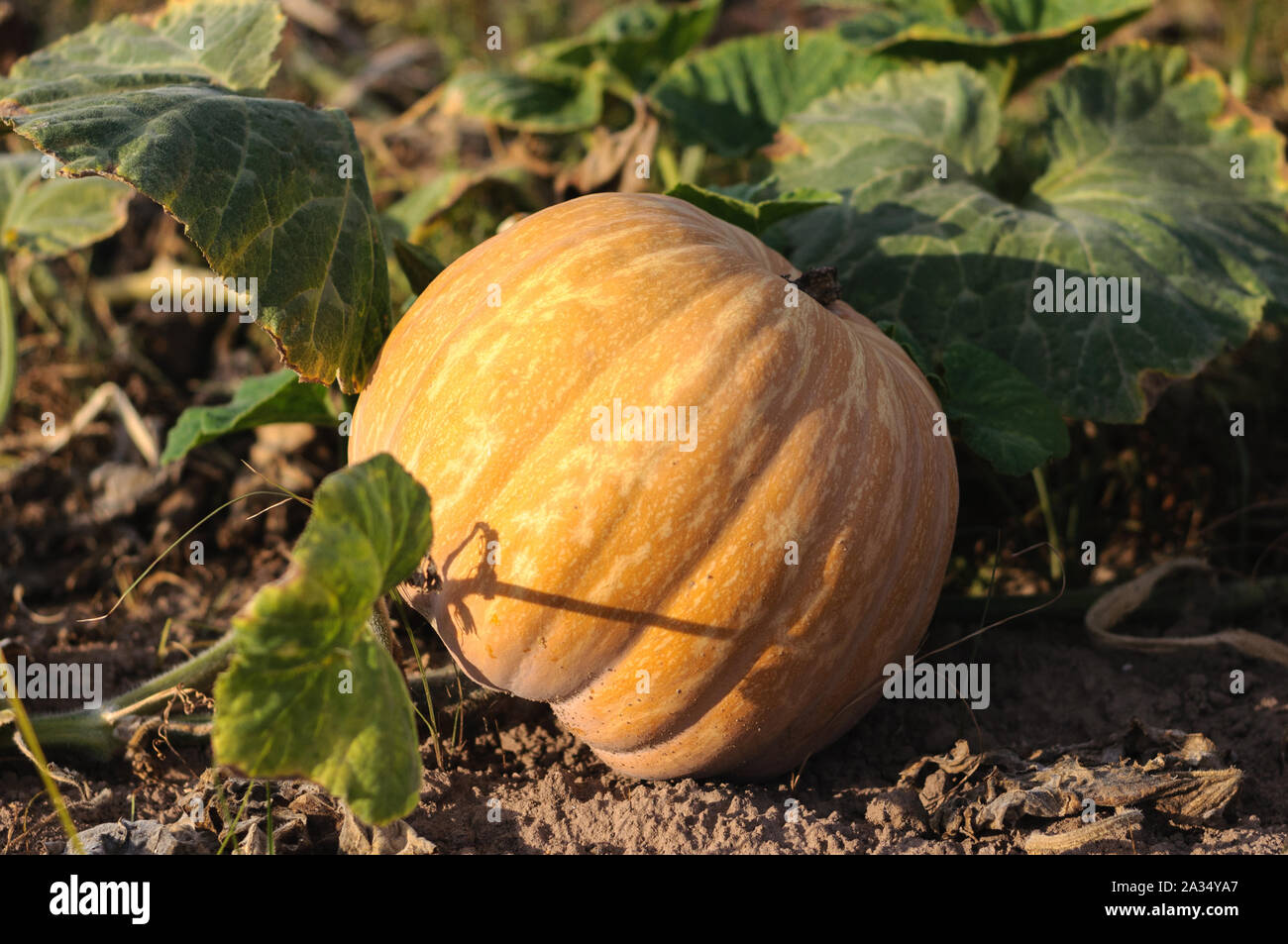 Pumpkin Is Ripe ripe pumpkin lies in the garden closeup Stock Photo - Alamy