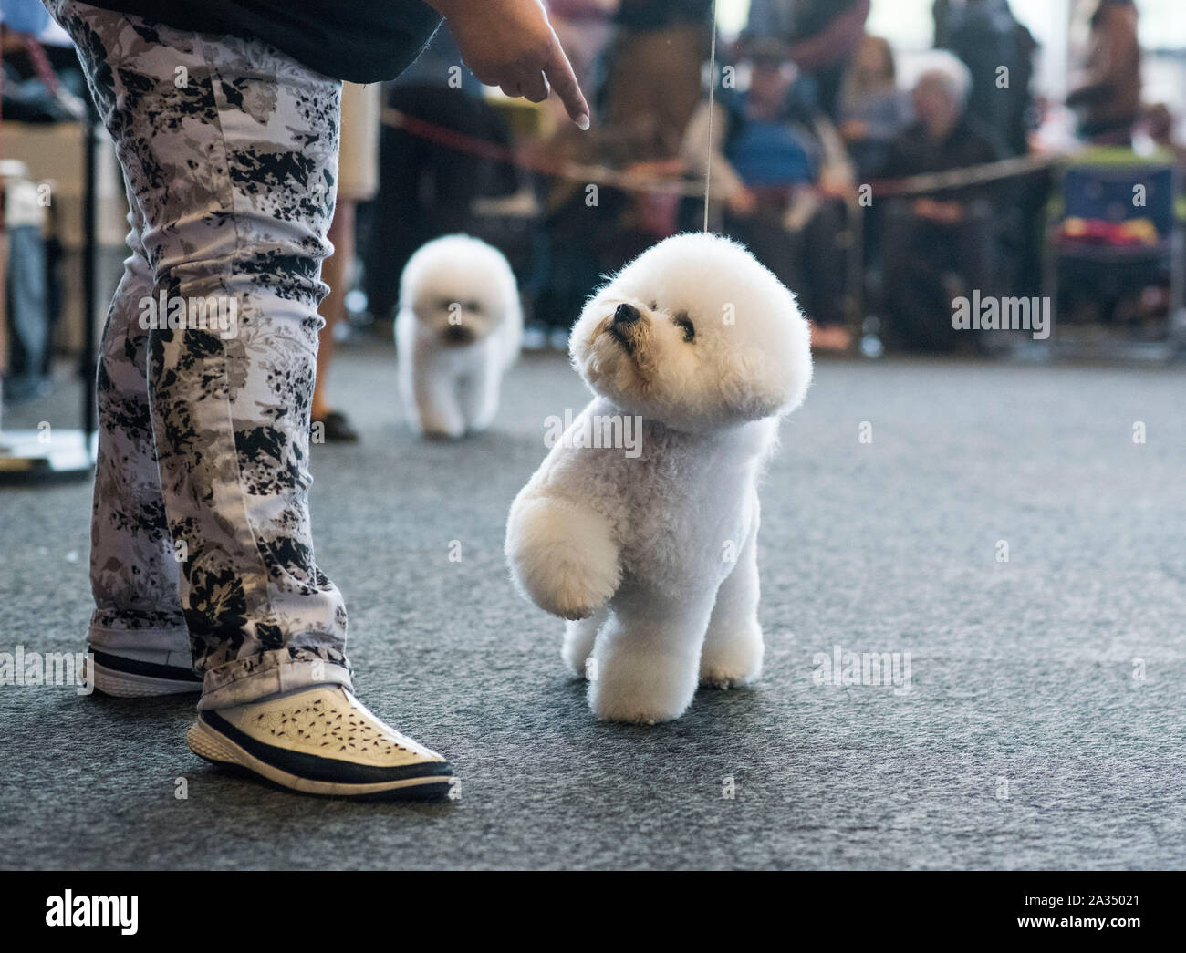 2 Bichon Stock Photos 2 Bichon Stock Images Page 3 Alamy