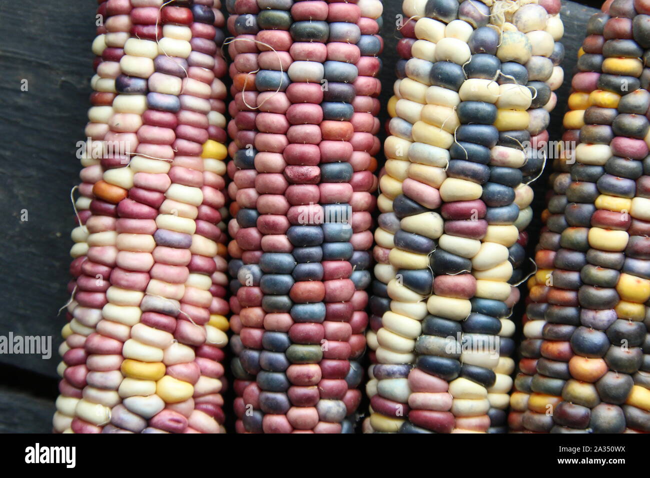 Multi-colored corn lies on the old vintage table.  Stock Photo