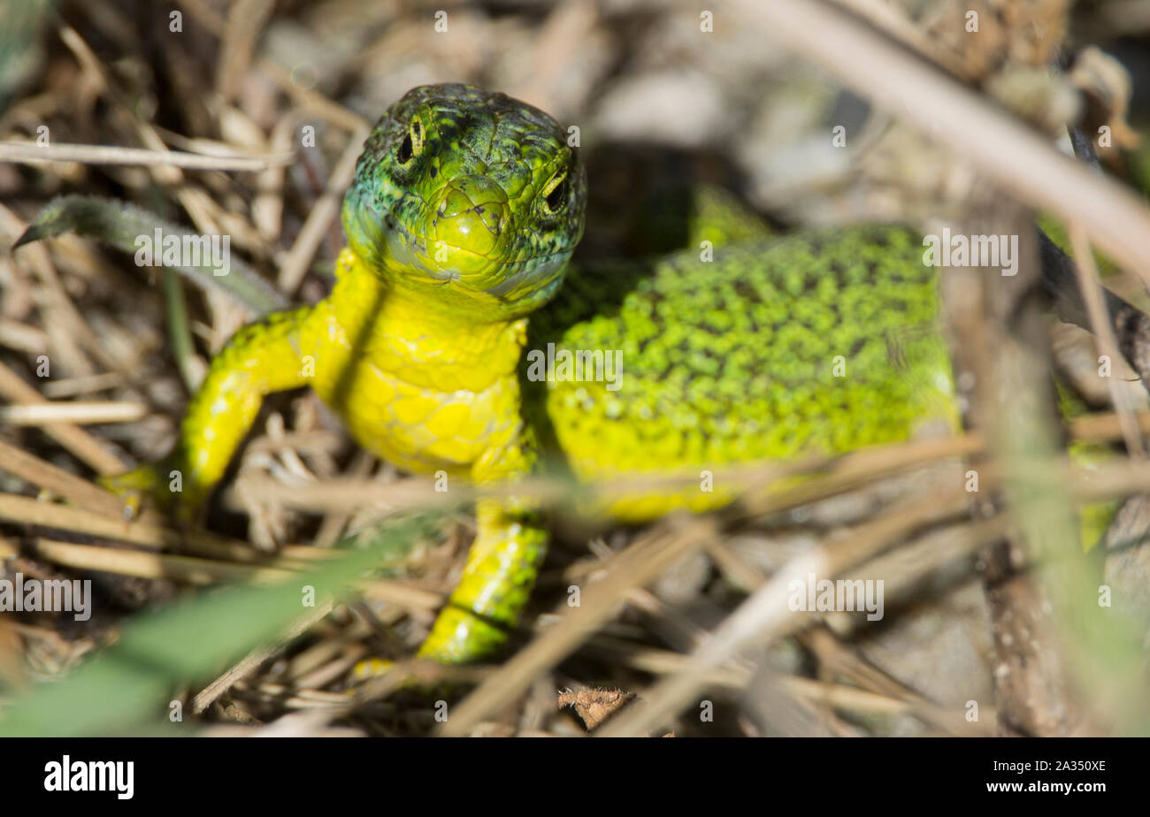 Male Western Green Lizard (Lacerta bilineata) basking in Cantabria, Northern Spain. Stock Photo