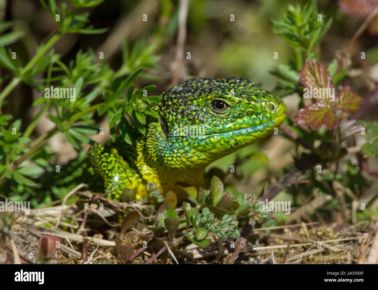 Male Western Green Lizard (Lacerta bilineata) basking in Cantabria, Northern Spain. Stock Photo