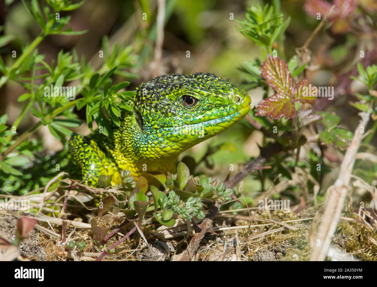 Male Western Green Lizard (Lacerta bilineata) basking in Cantabria, Northern Spain. Stock Photo