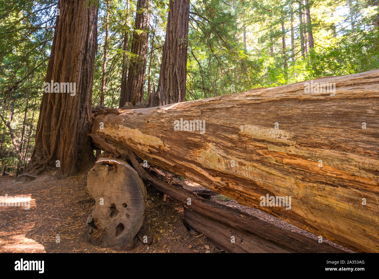 Big Basin Redwoods State Park. Santa Cruz county, California, USA. Stock Photo
