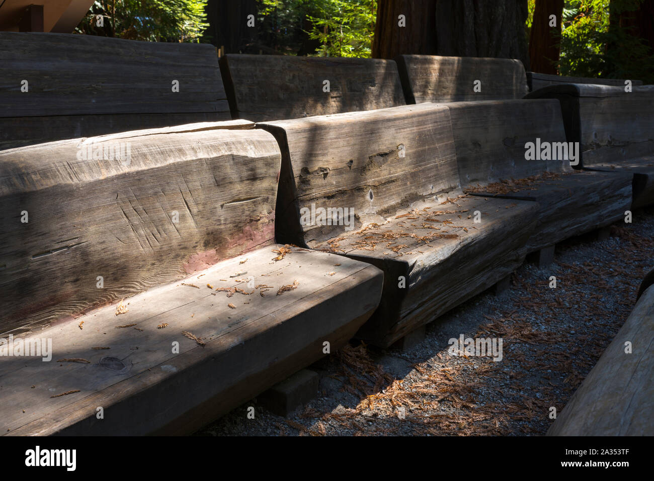 Benches made from pine trees. Big Basin Redwoods State Park, Santa Cruz