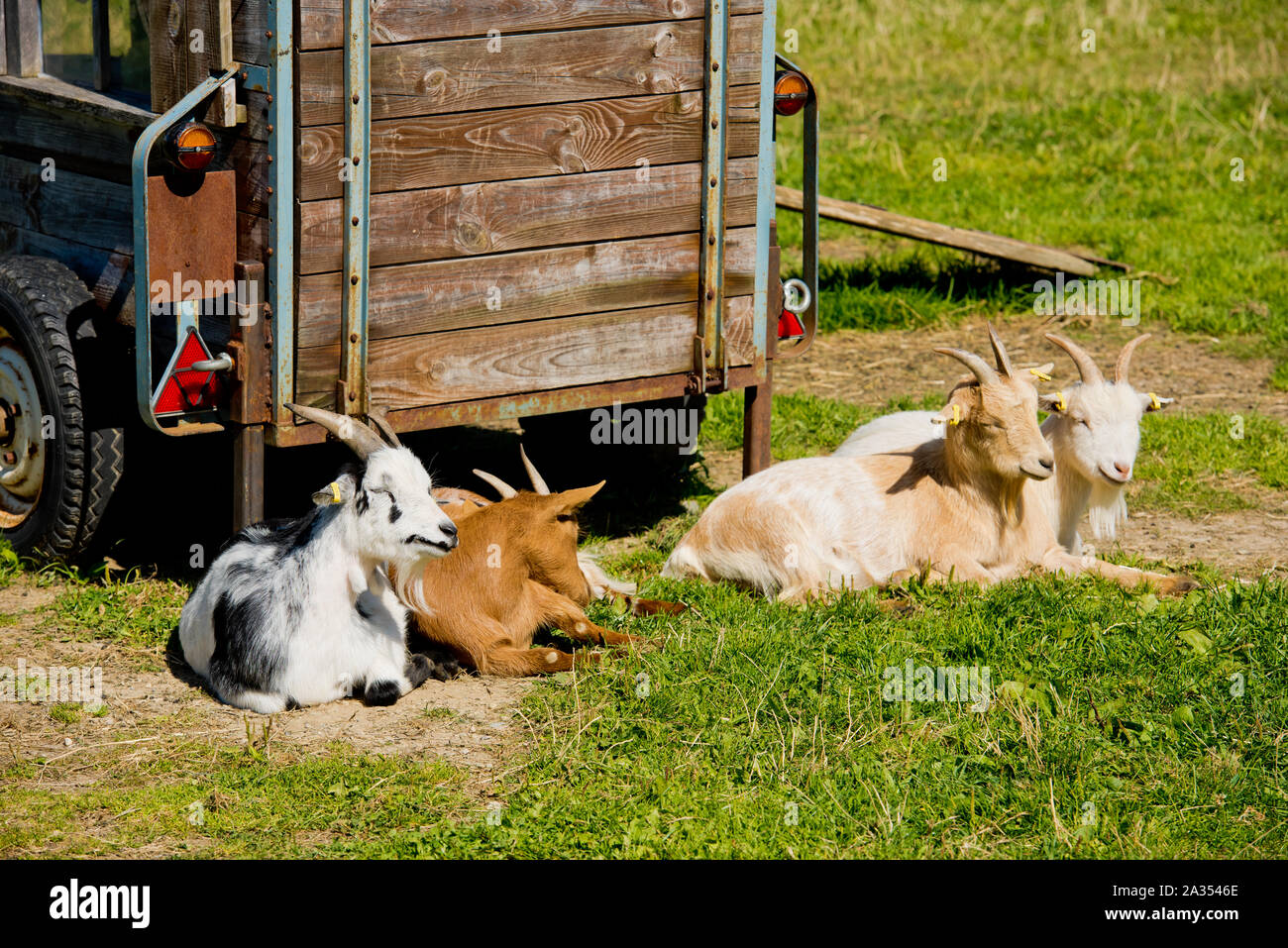 Goats are resting on the grass. Stock Photo