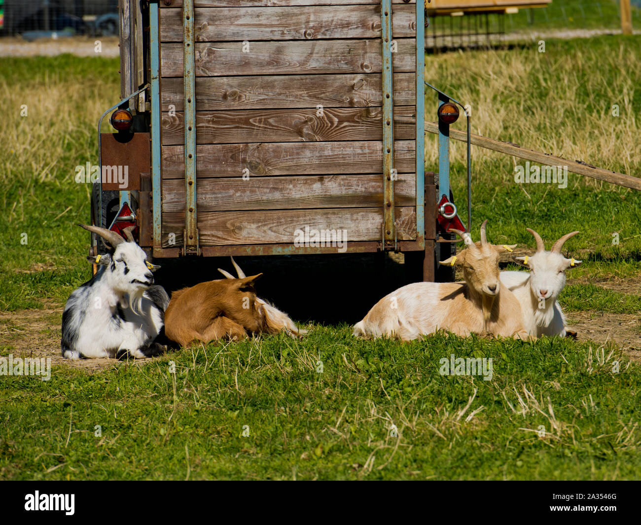 Goats are resting on the grass. Stock Photo