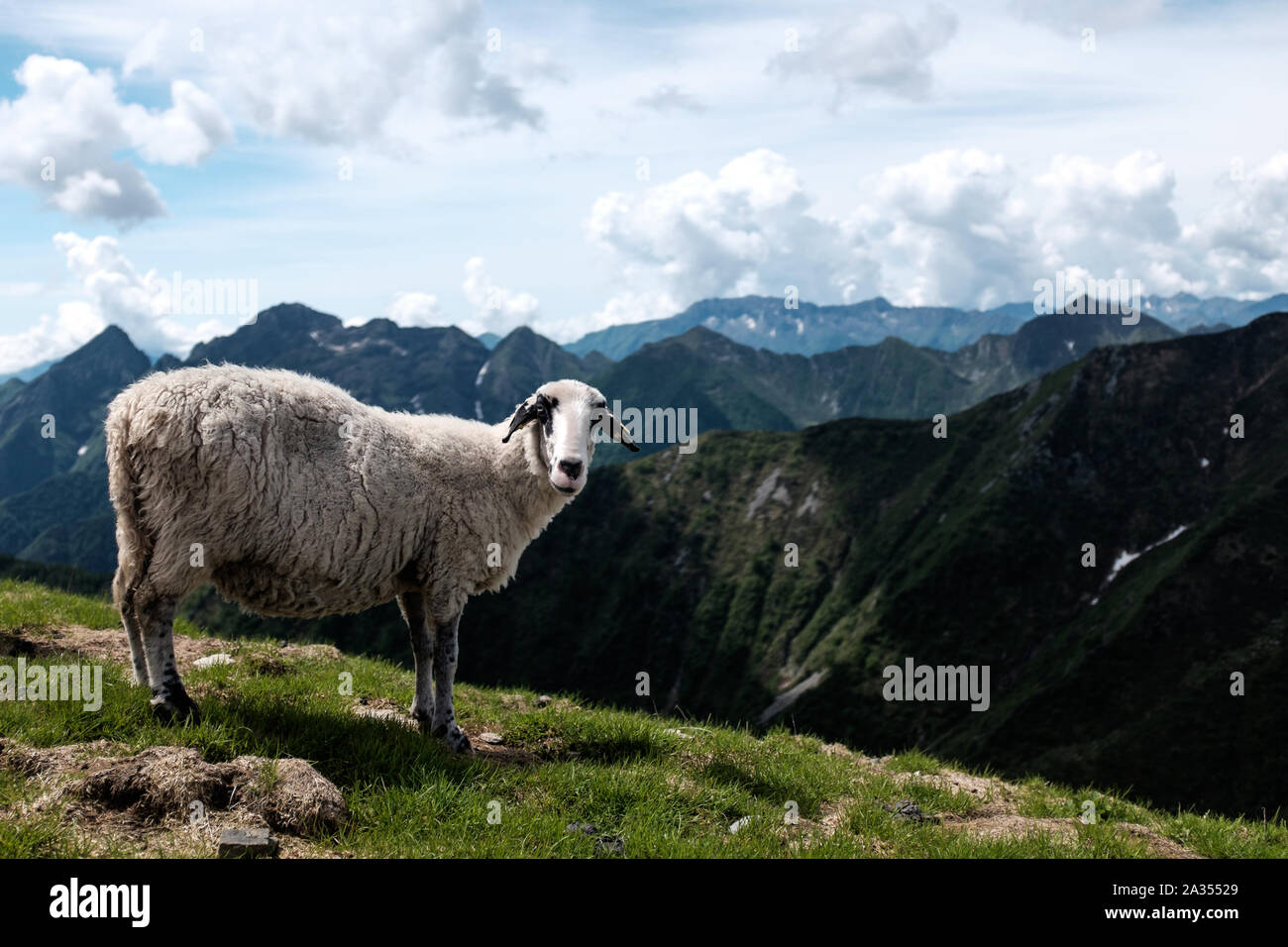 Portrait of sheep on a ridge with mountains as background Stock Photo ...
