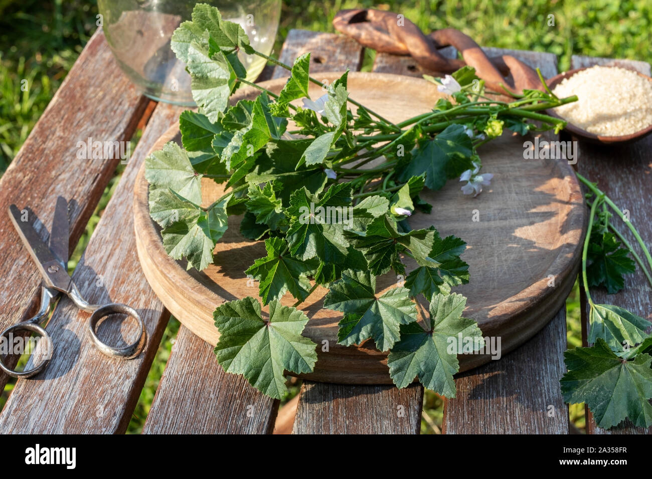 Preparation of mallow syrup from fresh Malva neglecta plant and cane sugar, outdoors Stock Photo