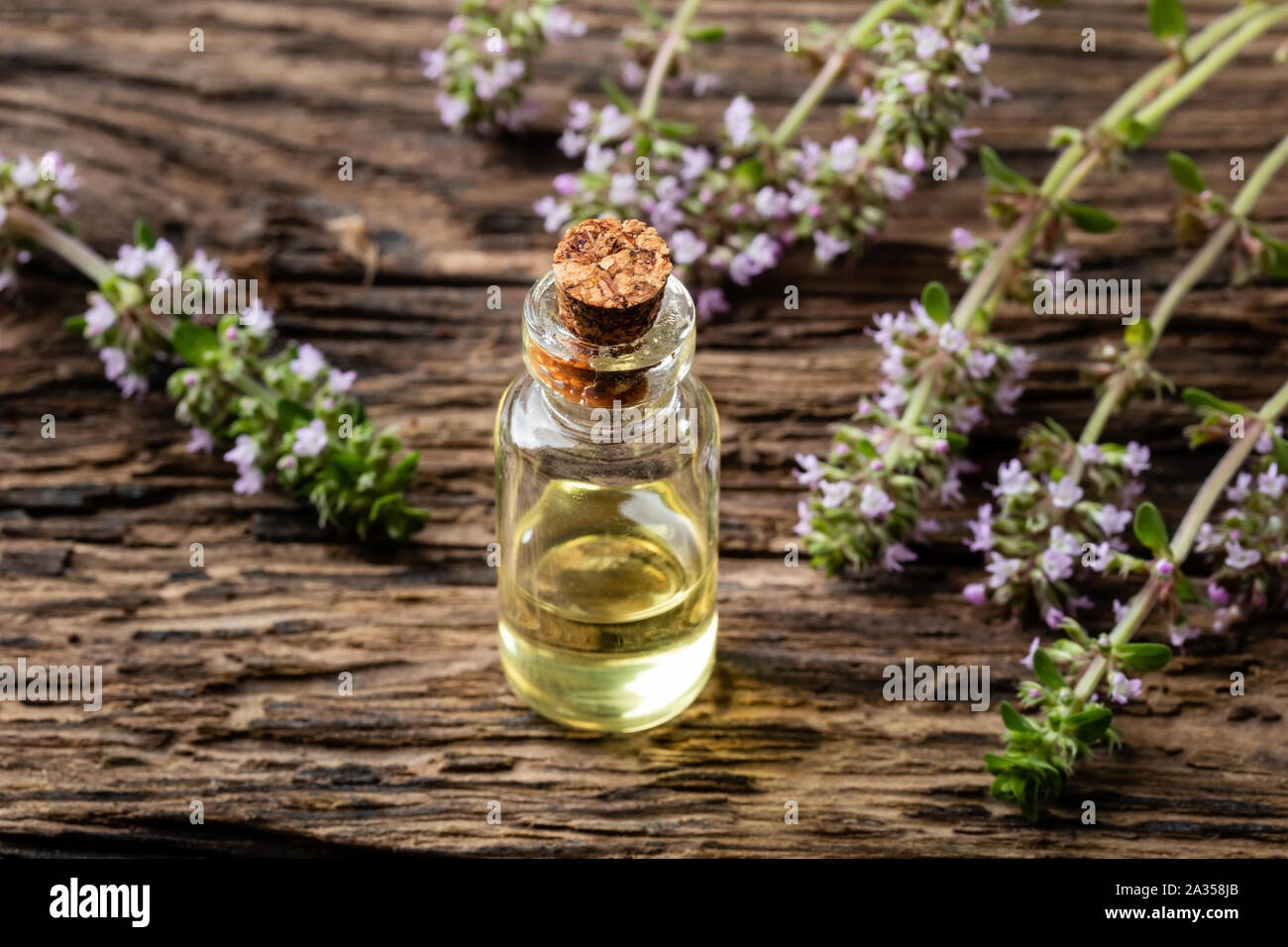 A bottle of creeping thyme essential oil with fresh blooming Thymus serpyllum plant Stock Photo
