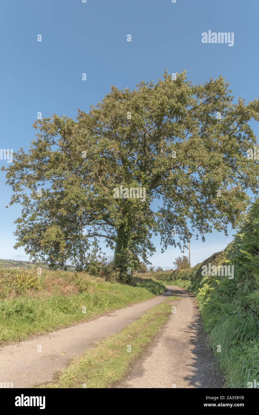 Acorn laden English Oak / Quercus tree in hedgerow against autumnal