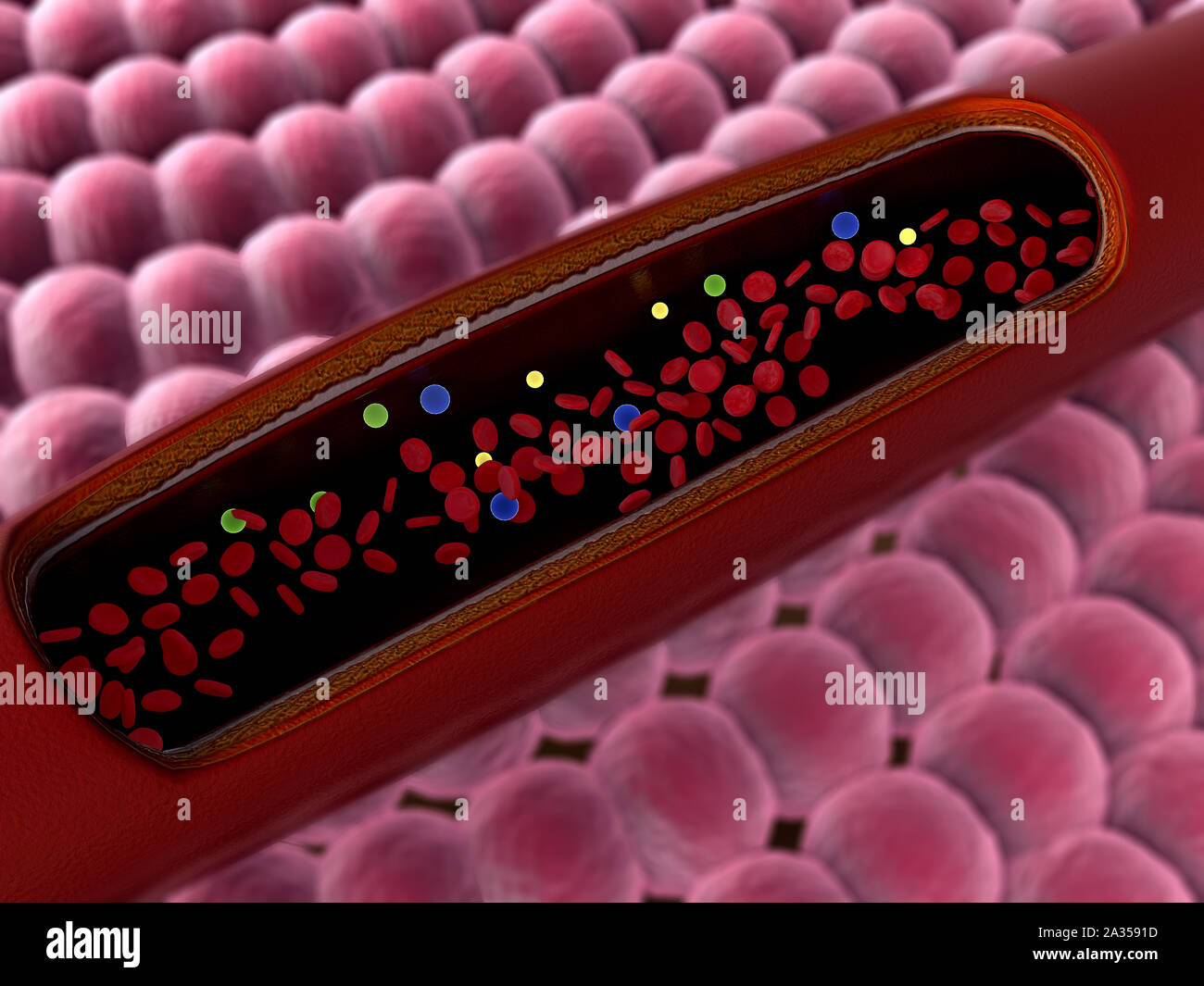 inside the vein, inside the blood vessel, High quality 3d render of blood cells, Animation of Red Blood Cells Flowing Through Vein Stock Photo