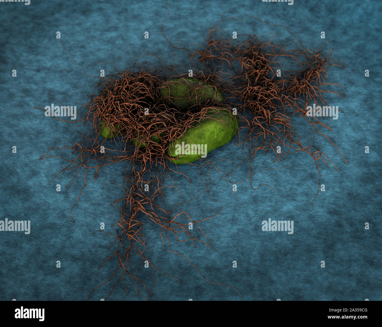 fungus spores, fungus spores, Mold spores, fungus on the leather