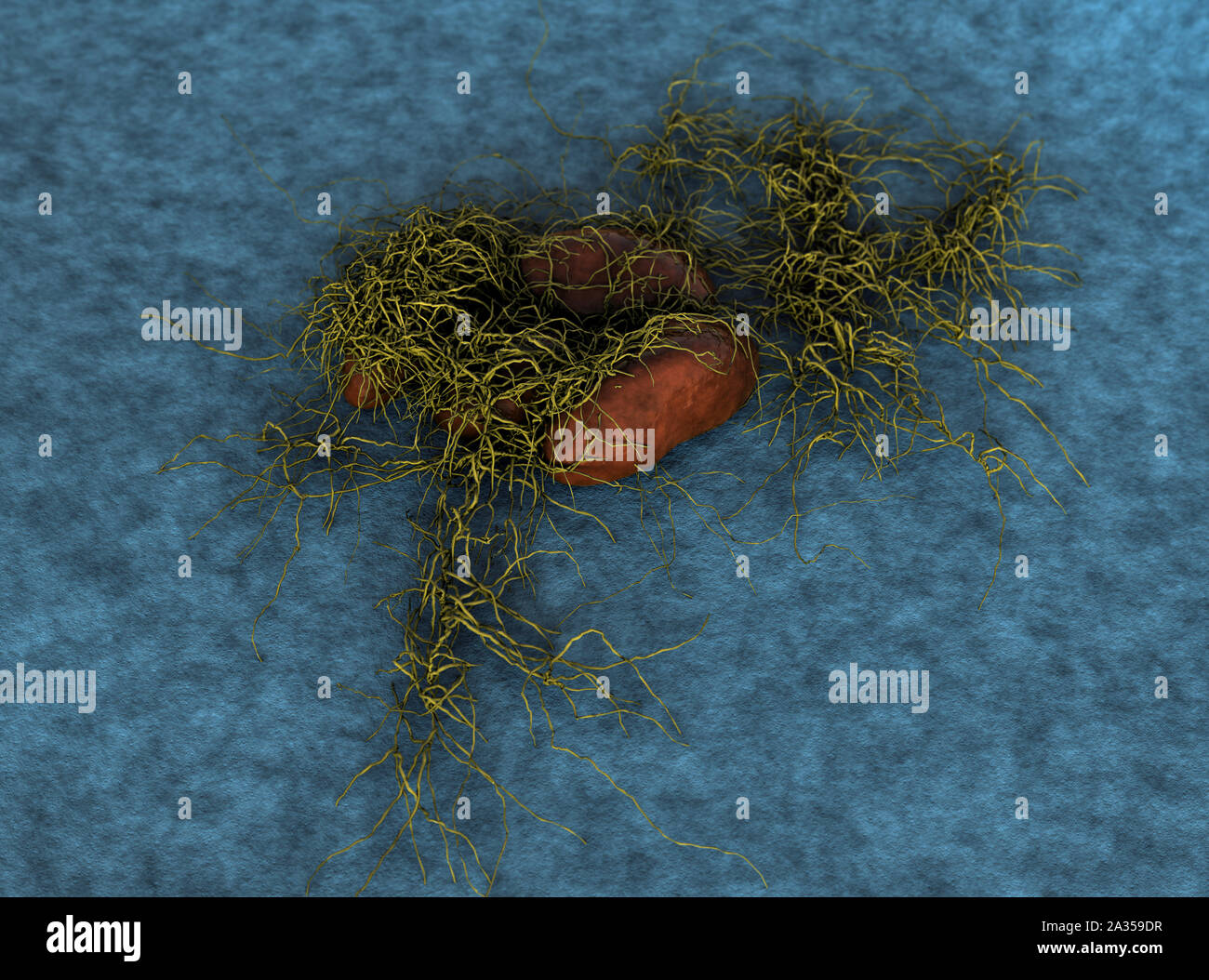 fungus spores, fungus spores, Mold spores, fungus on the leather