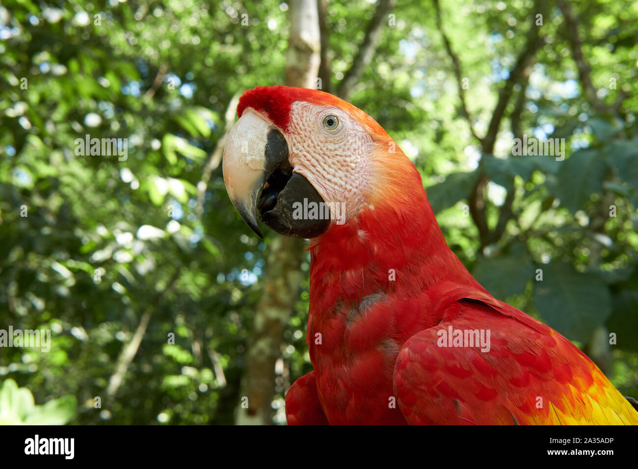 Wild Scarlett Macaw's in Copan Ruins, Honduras Stock Photo