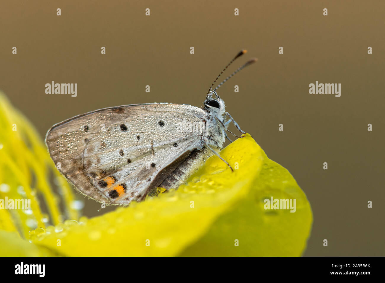 Beautiful nature scene with butterfly Short-tailed Blue (Cupido argiades) (family Lycaenidae). Macro shot of butterfly on the grass. Stock Photo