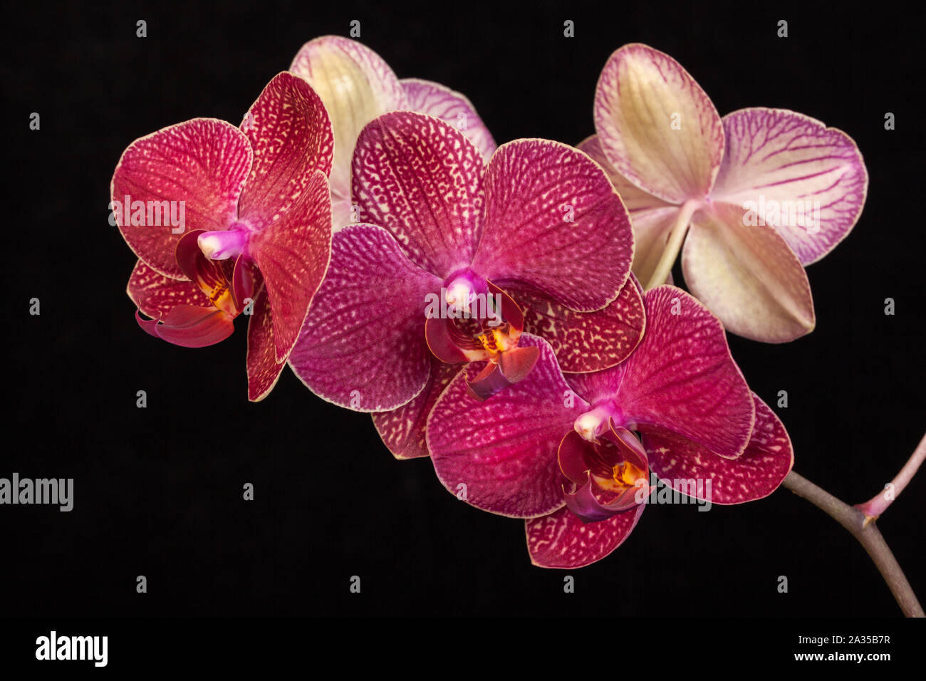 Moth Orchid flowers on a black background. Stock Photo
