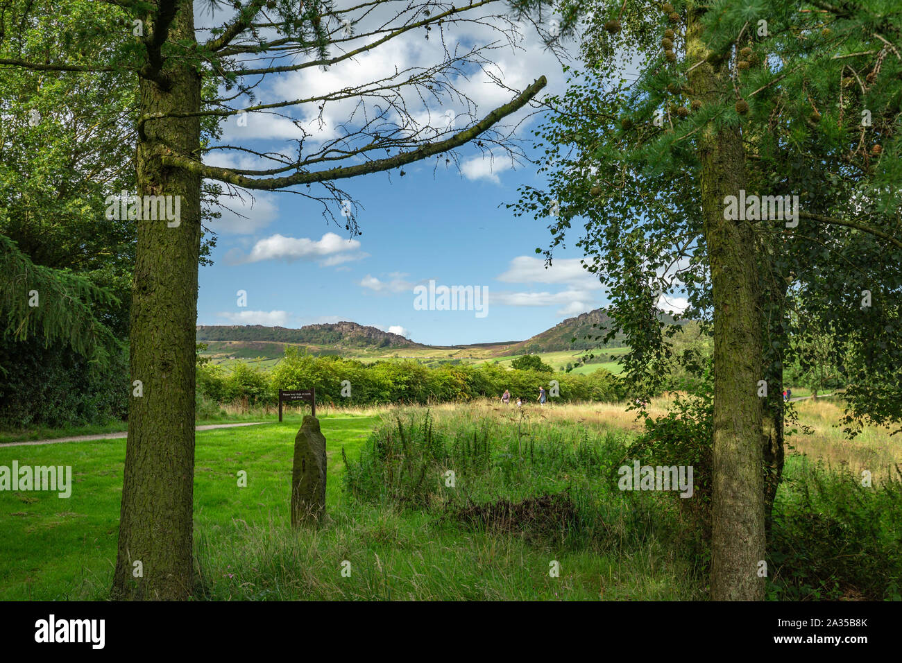 The Roaches mountain range view through spruce trees from Tittesworth Countryside park in Staffordshire, UK Stock Photo