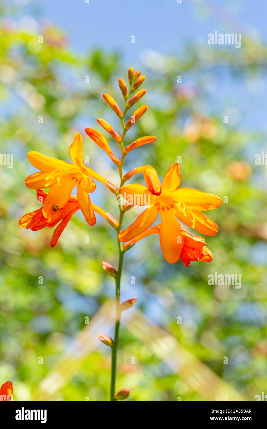 Close up shoot of blooming wild Crocosmia flowers  on blurry summer background. Stock Photo