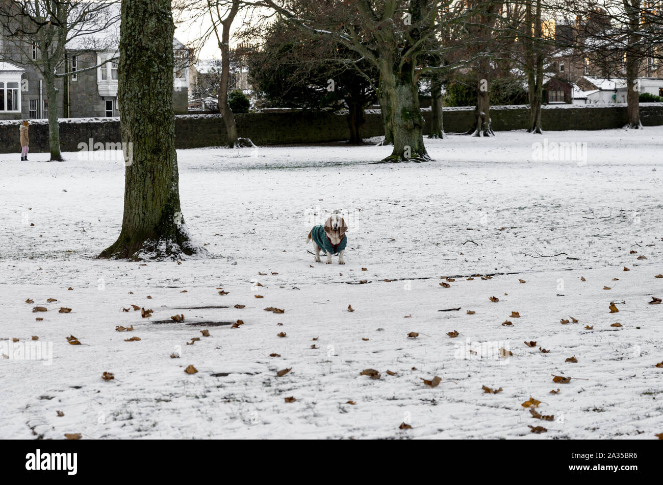 A cute dog dressed in warm clothes and standing on snow covered ground in Victoria park, Aberdeen, Scotland Stock Photo