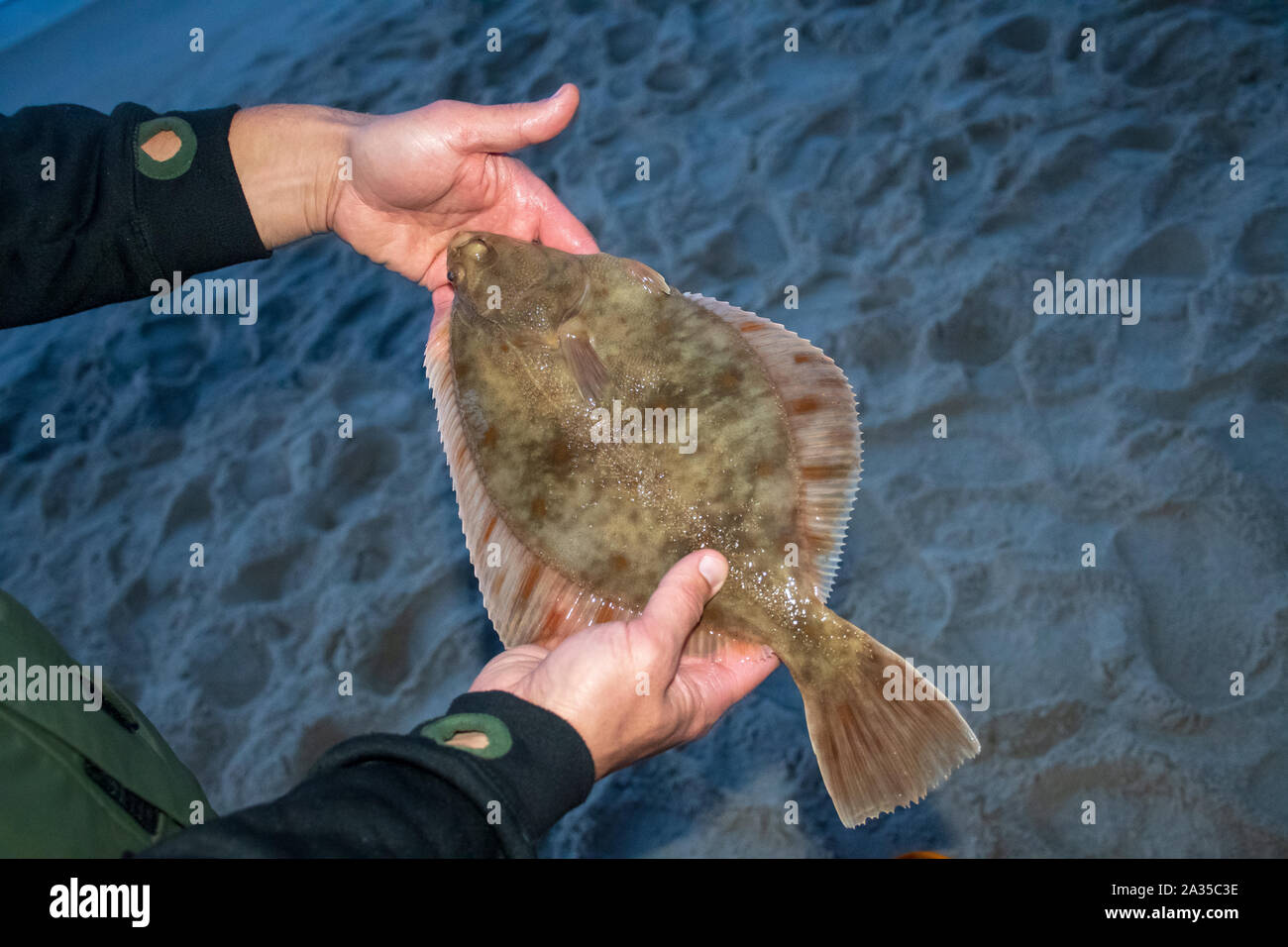 European flounder or Platichthys flesus, flatfish in the hands of a
