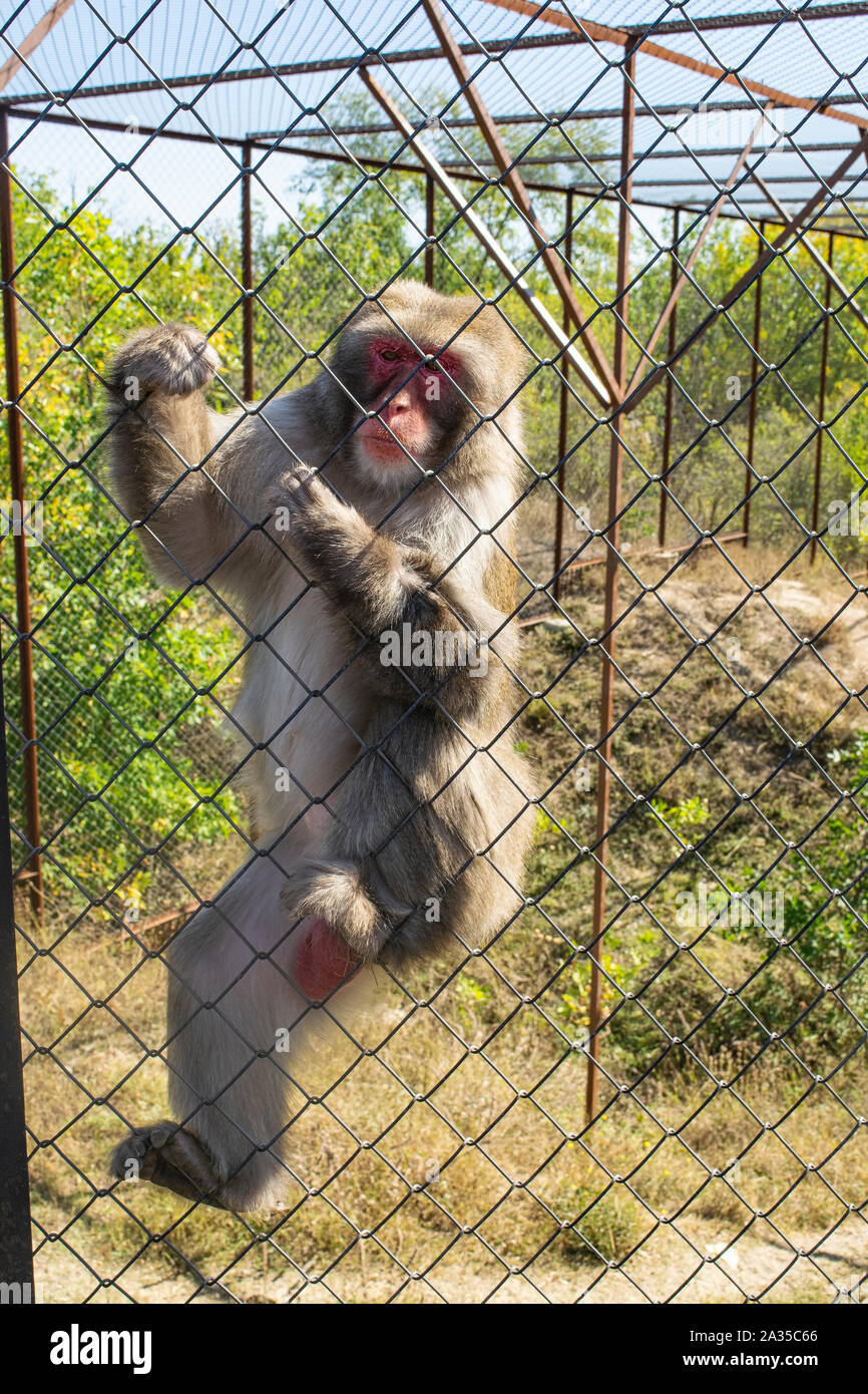 Adult Japanese macaque in the zoo in a cage Stock Photo - Alamy