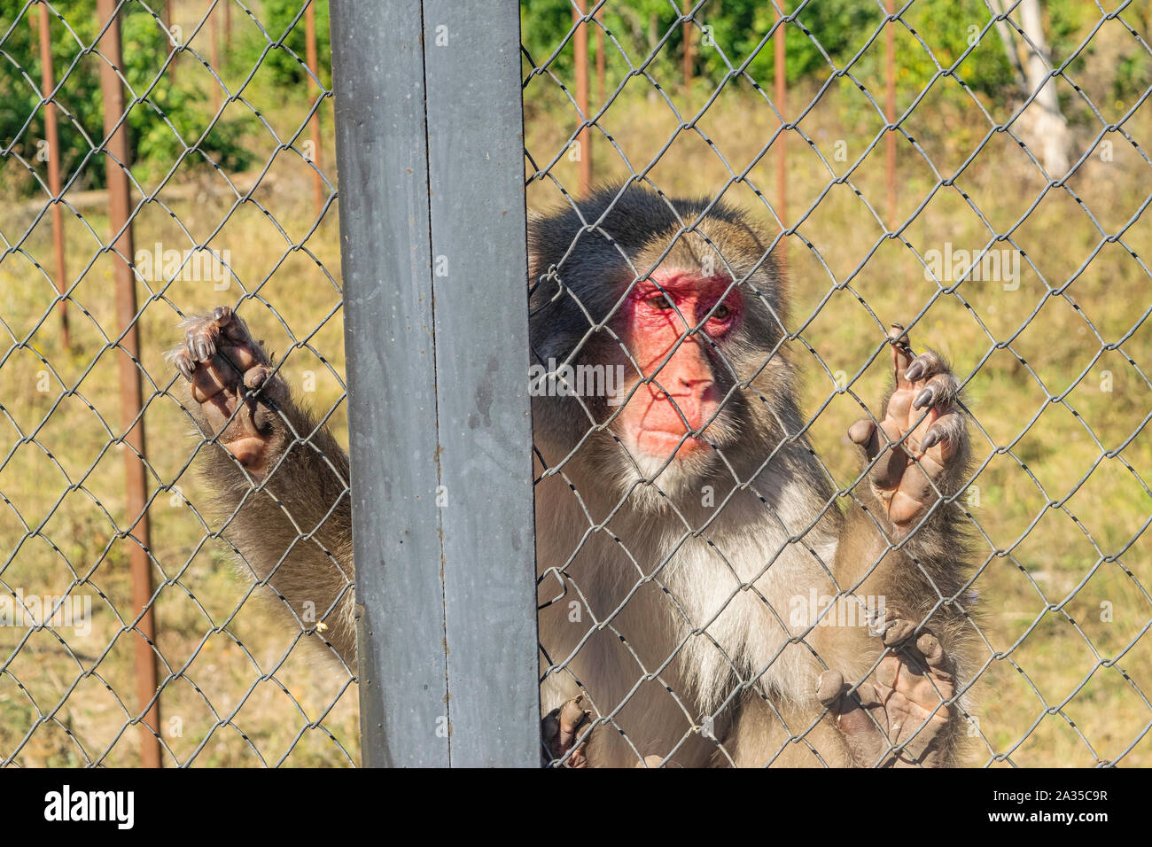 Adult Japanese macaque in the zoo in a cage Stock Photo - Alamy