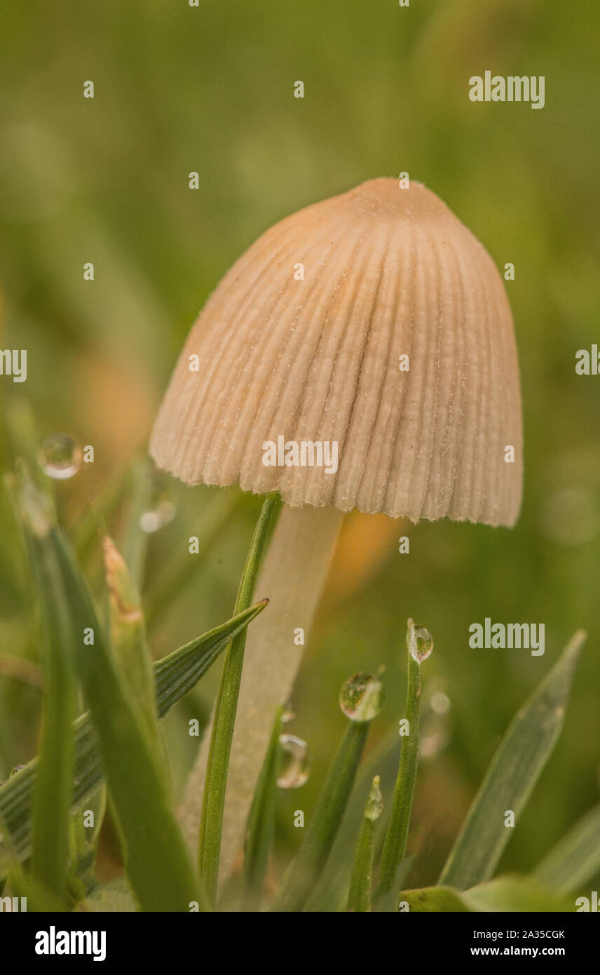 pleated inkcap, Coprinus plicatilis, Parasola plicatilis, fungi, appearing in the morning in the rain and dew, on a lawn in a British Garden in Octobe Stock Photo