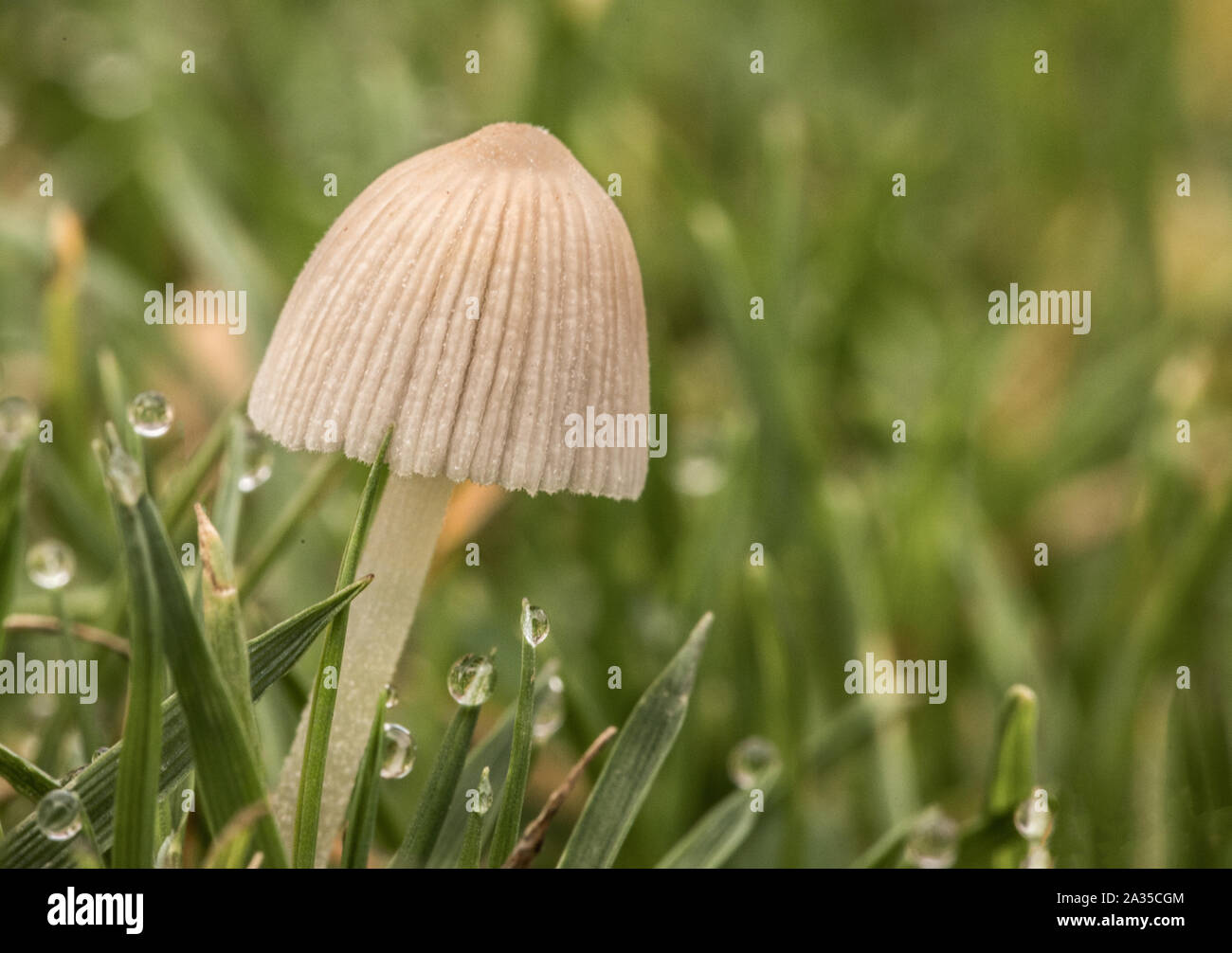 pleated inkcap, Coprinus plicatilis, Parasola plicatilis, fungi, appearing in the morning in the rain and dew, on a lawn in a British Garden in Octobe Stock Photo