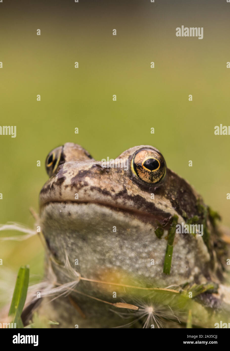 Common Frog in a UK Garden in October 2019. Stock Photo
