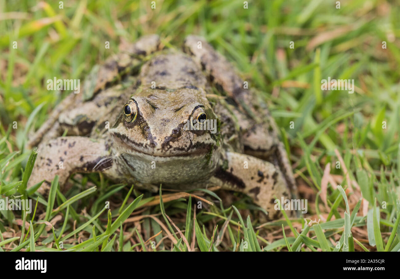 Common frog jumping hires stock photography and images Alamy