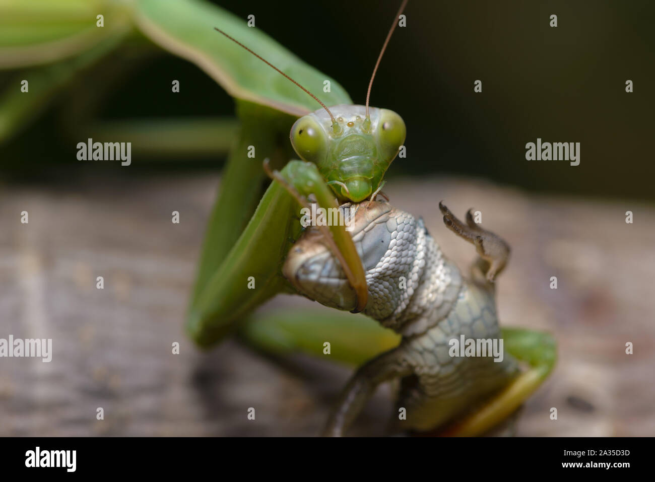 Praying mantis eating lizard Mantis religiosa Stock Photo Alamy
