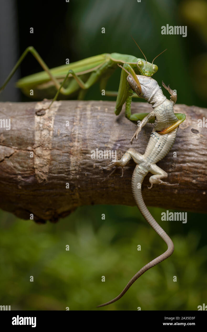 Praying mantis eating lizard Mantis religiosa Stock Photo Alamy
