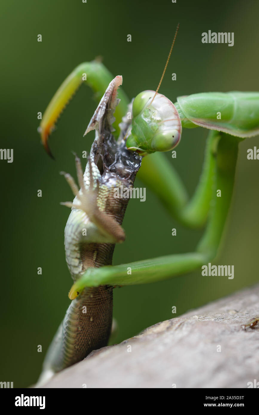 Praying mantis eating lizard Mantis religiosa Stock Photo Alamy