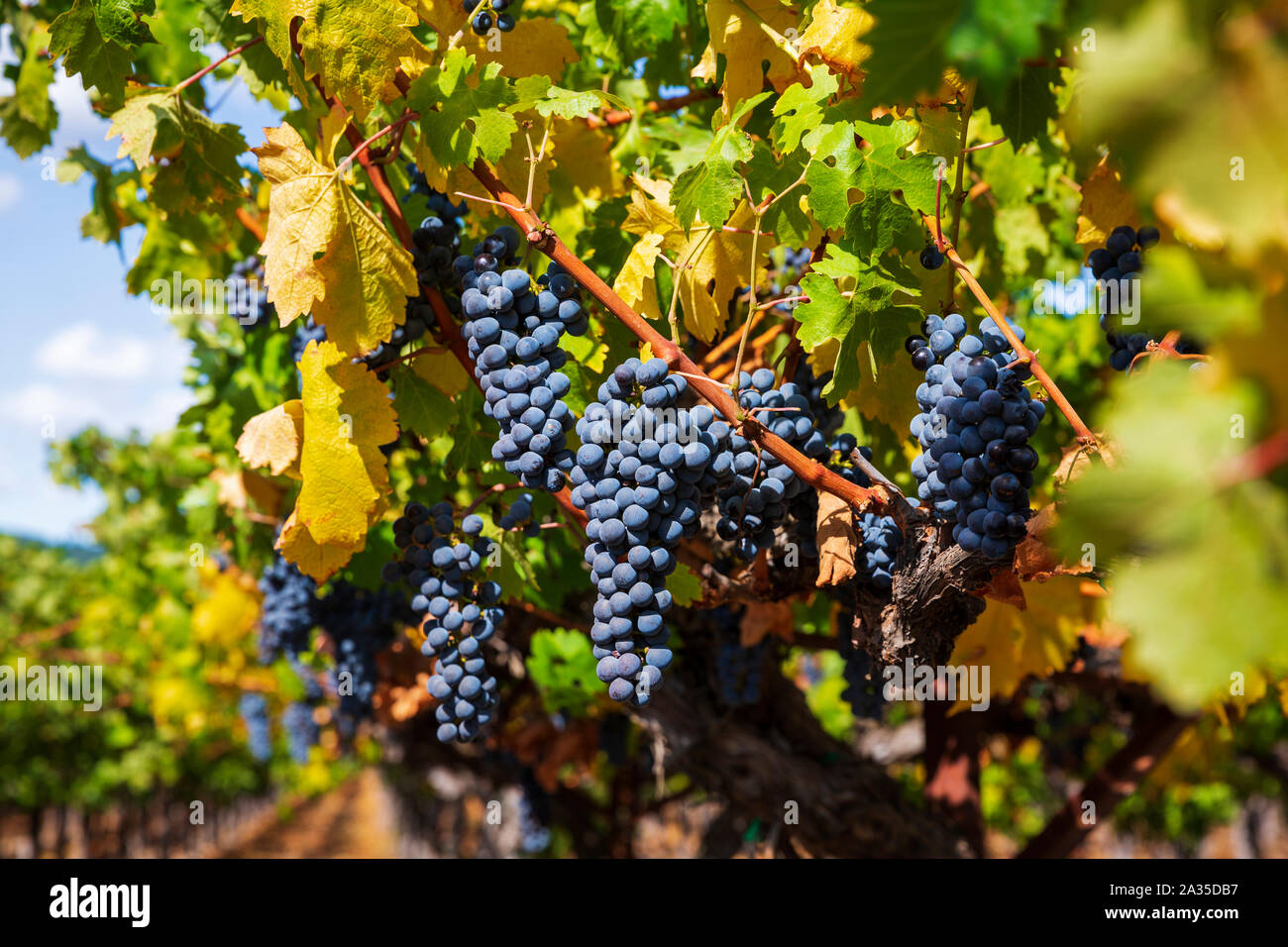 Bunches of Merlot grapes growing on the vine in a Califonian Vineyard. Stock Photo