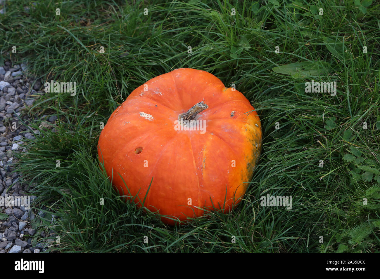 Big orange pumpkin lies in the green grass Stock Photo - Alamy