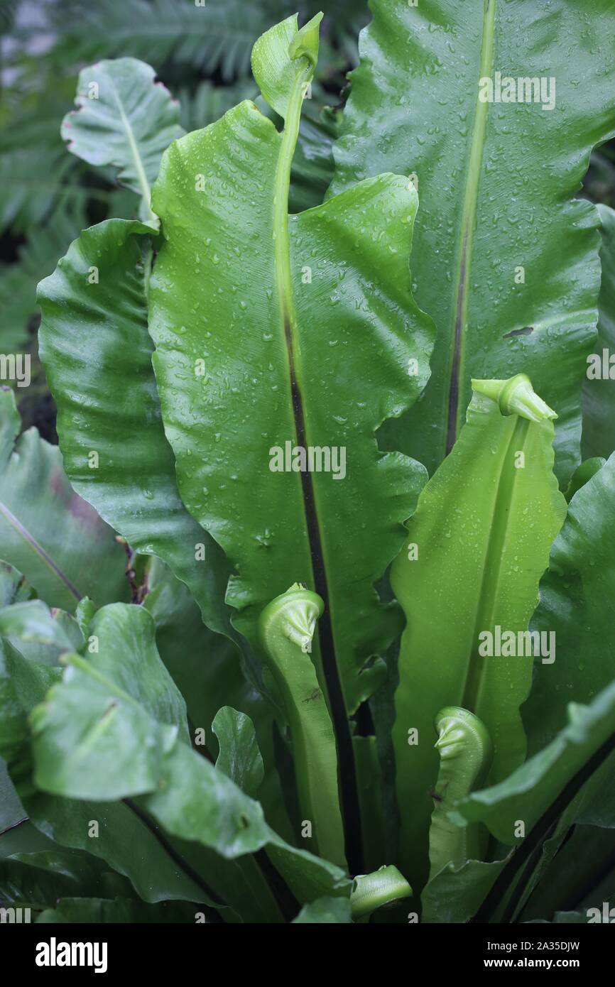 Asplenium nidus - bird's nest fern Stock Photo - Alamy