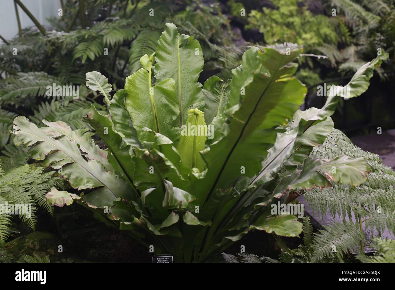 Asplenium nidus bird's nest fern Stock Photo Alamy