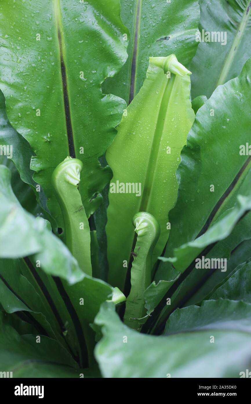 Asplenium nidus - bird's nest fern Stock Photo - Alamy