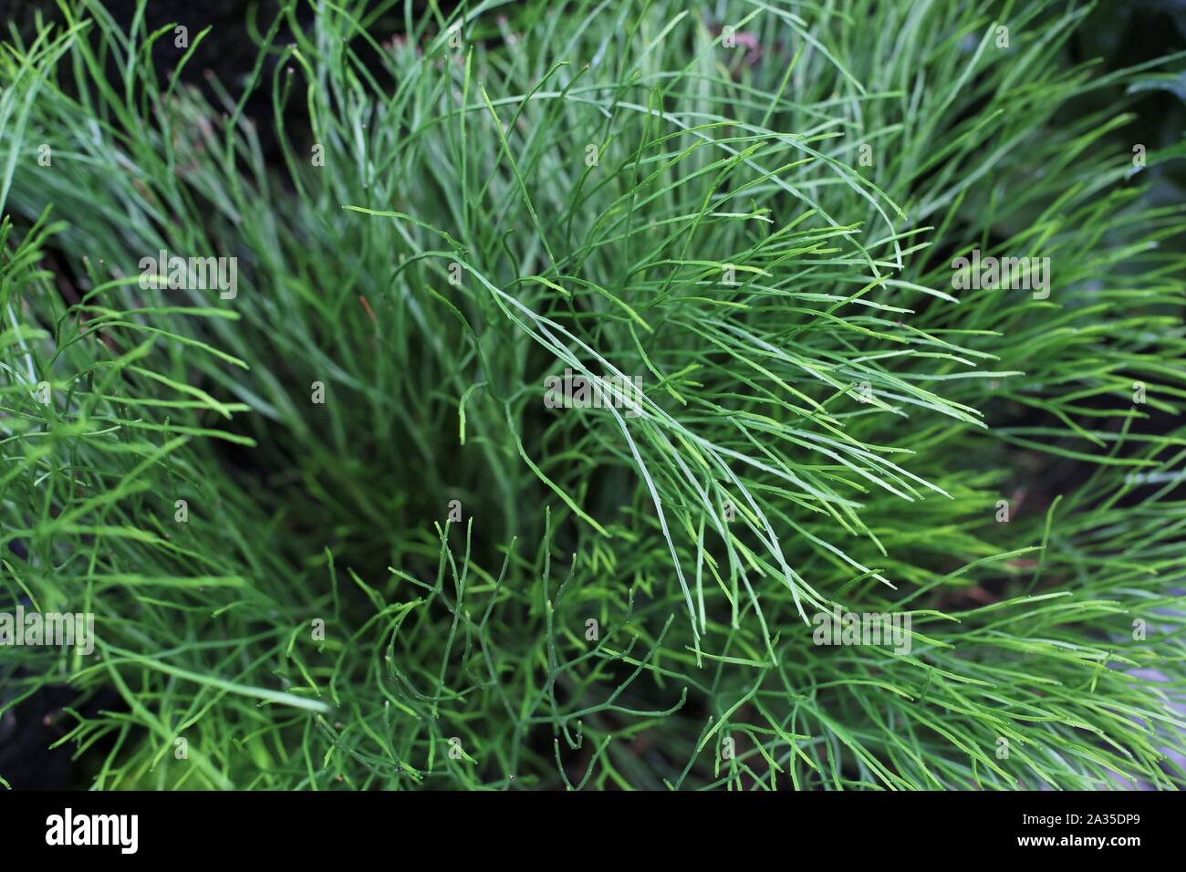 Psilotum nudum - whisk fern. Stock Photo