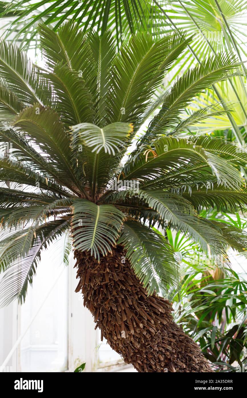 Cycas revoluta - king sago palm. Stock Photo