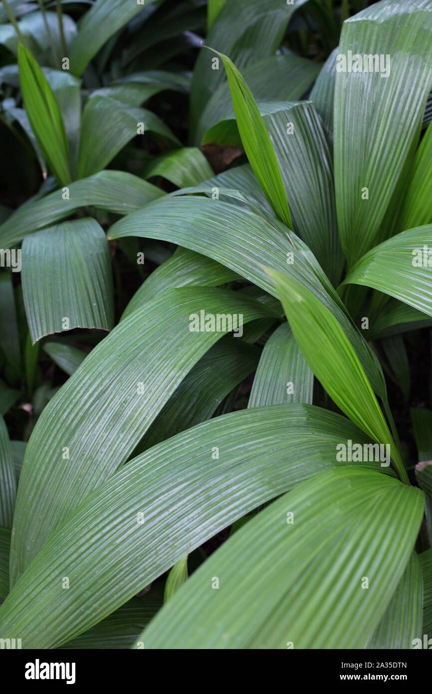 Curculigo capitulata - palm grass. Stock Photo