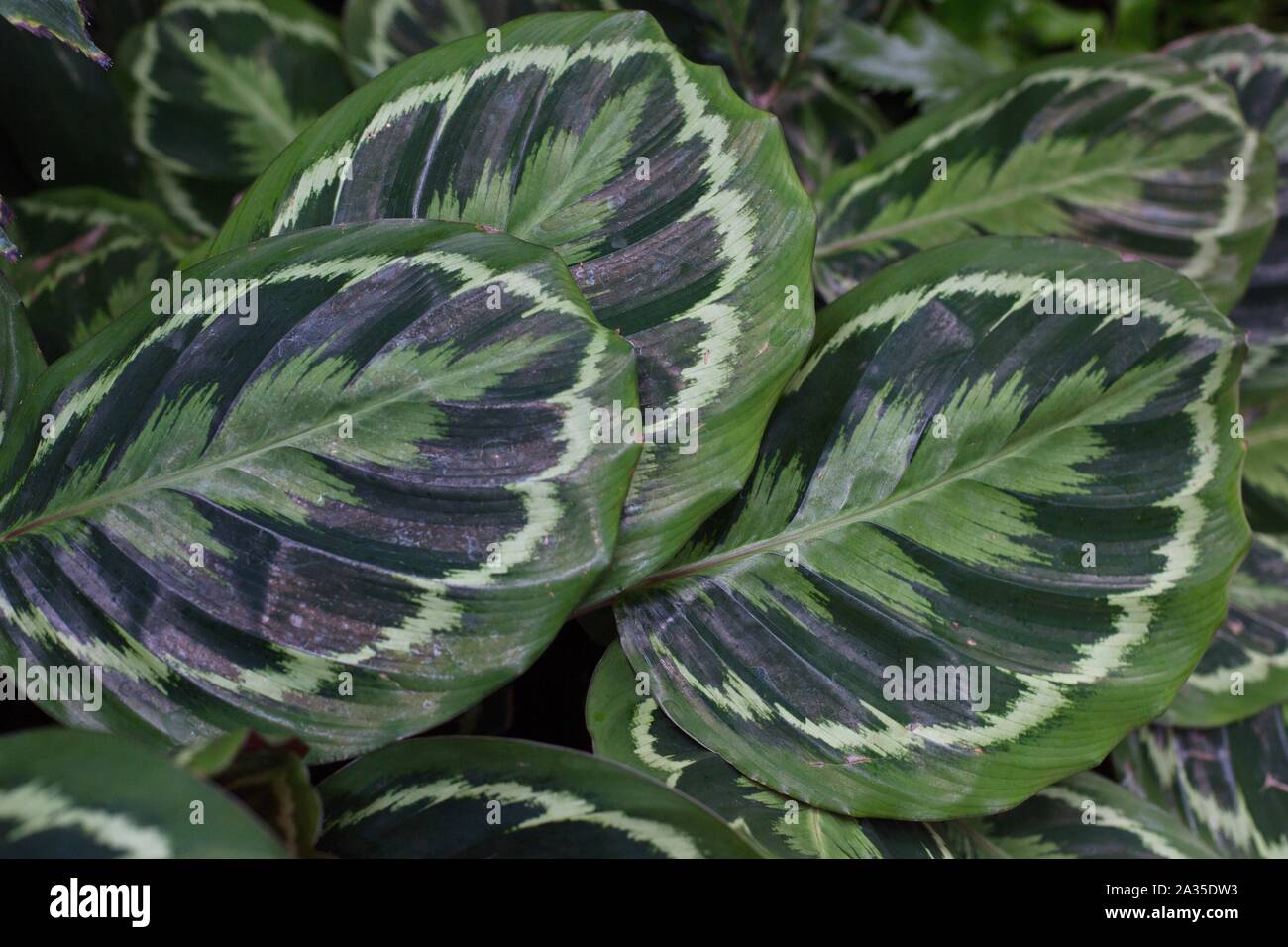 Calathea 'Medallion' plant Stock Photo - Alamy