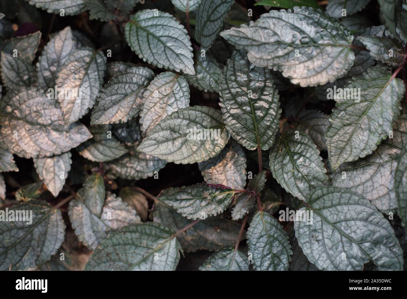 Hemigraphis alternata - metallic plant. Stock Photo