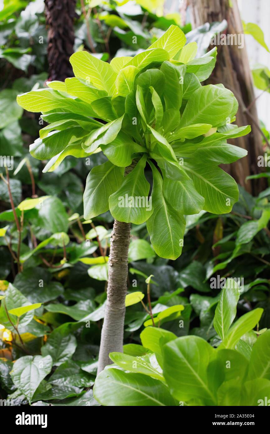 Brighamia insignis - 'cabbage on a stick' plant. Stock Photo