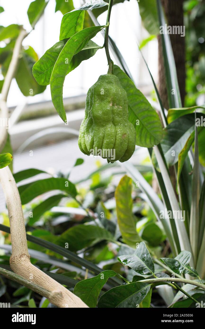 Citrus medica - Buddha's hand plant with fruit. Stock Photo