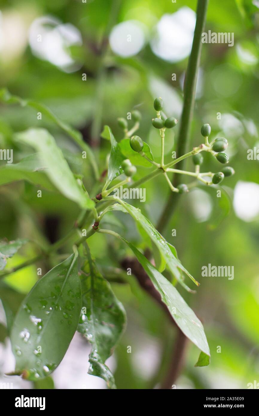 Carapichea ipecacuanha ipecac plant Stock Photo Alamy